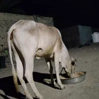 گاو|حیوانات مزرعه|چابهار, |دیوار