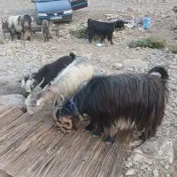 فروش چند راس بز