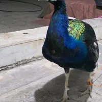 پرنده طاووس|پرنده|شیراز, اصلاحنژاد|دیوار