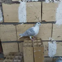 کفتر|پرنده|رضویه, |دیوار