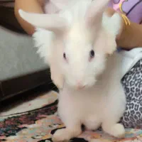 خرگوش لوپی