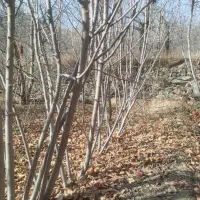 نهال گیلاس پر بار و زودبازده