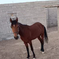 اسب