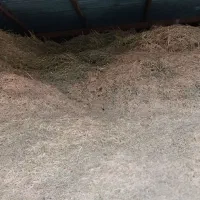 سلام فروش کاه درجه یک|خدمات باغبانی و درختکاری|سیلاخور, |دیوار