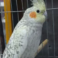 یک عدد عروس ماده