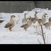تخم قو غاز اوکراینی