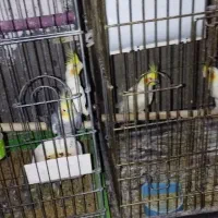 عروس هلندی|پرنده|رباط‌کریم, رباط‌کریم|دیوار