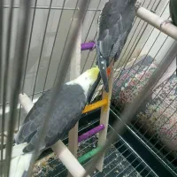 جوجه عروس هلندی|پرنده|بومهن, |دیوار