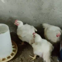 مرغ گوشتی|حیوانات مزرعه|بهشهر, |دیوار