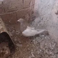 سینه و طوقی|پرنده|عطاملک, |دیوار