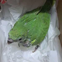 جوجه ملنگو