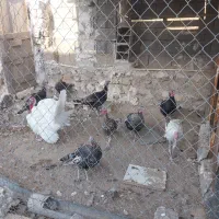 بوقلمون|حیوانات مزرعه|بندر گناوه, |دیوار