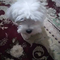 صگ باهوش