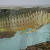 آروانا گلدن