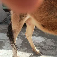 گاوآبستن|حیوانات مزرعه|دهگلان, |دیوار