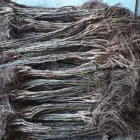 فرصت طلایی نمایندگی نهال با درآمد میلیاردی