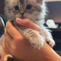 اسکاتیش بلو