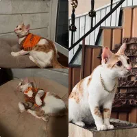 سامی گربه نر عقیم شده