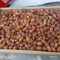 خرما/ خرمای مضافتی/خرمای زاهدی/ تناژ بالا|خوردنی و آشامیدنی|اصفهان, دانشگاه اصفهان|دیوار