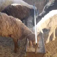 بره نره تقریبا چهل کیلو