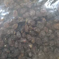 کشمش پاک شده|خوردنی و آشامیدنی|فاروج, |دیوار