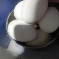 تخم غاز  نطفه دار