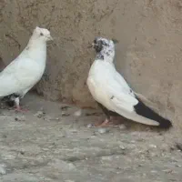 دمبی سیاه لوت|پرنده|بندر ماهشهر, |دیوار
