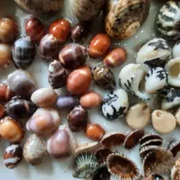 سنگ صدف دریایی مرجان تزئینی دکوری ده تا ۵۰۰