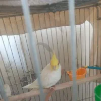 عروس هلندی نر لوتینیو