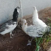 ۳ ماده طاووس و ۱ جفت قرقابل سیلور