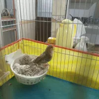 چهار عدد قناری ماده اماده