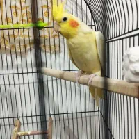 عروس هلندی رام دستی