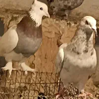کبوتررنگی|پرنده|سبزوار, ابارش|دیوار