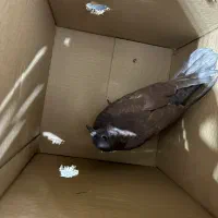 فروش کفتر|پرنده|شیروان (خراسان), |دیوار