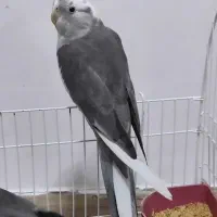 عروس هلندی نر|پرنده|مشگین شهر, |دیوار