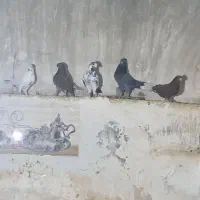 کفتر|پرنده|قنوات, |دیوار