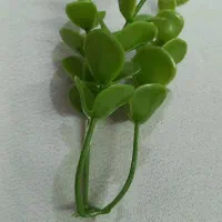شمشاد مصنویی