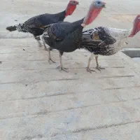 سه عدد بوقلمون نر به فروش میرسد دونه ای دو ‌پانصد