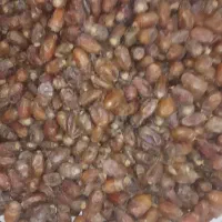 مجول|خوردنی و آشامیدنی|اهواز, شهرک توسعه نیشکر|دیوار
