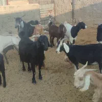 بز داشتی دورگ سانن و پاکستانی|حیوانات مزرعه|نوبندگان, |دیوار