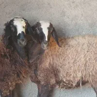 دوراس بره ماده قربانی و نگهداری