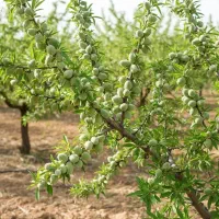 خرید نهال از یه شرکت معتبر همراه با ضمانت|خدمات باغبانی و درختکاری|ملایر, |دیوار