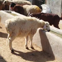 دشت  مغان به شرط گوشت کاملا اقتصادی گوسفند زنده