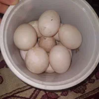 تخم اردک تازه و نطفه دار