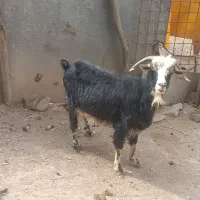 بز هیکلی جوان وسرحال باب داشت|حیوانات مزرعه|جوانرود, |دیوار