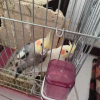 یه.جفت.عروس.هلندی