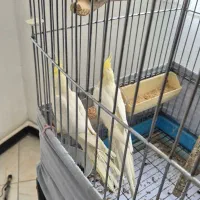 عروس هلندی جفت