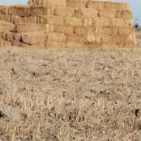 کاه گندم
