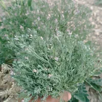 جویای کار هستم