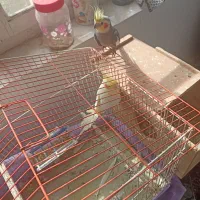 عروس هلندی|پرنده|رامسر, |دیوار